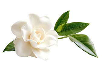 a white flower with green leaves on a white background