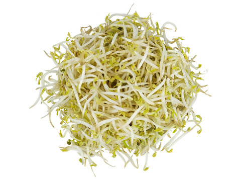 Fresh Organic Mung Bean Sprouts Pile with White Stems and Pale Yellow Tips Isolated on White Background