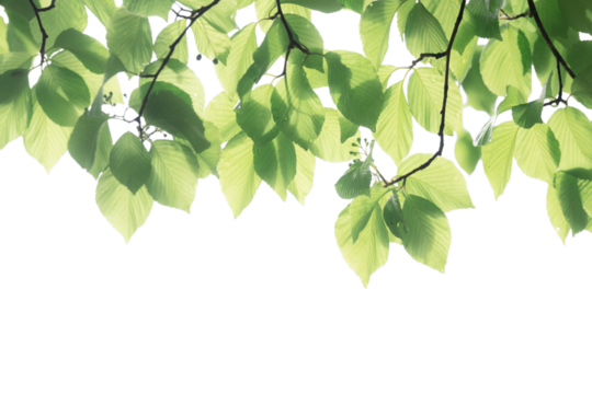 木漏れ日に透ける葉脈が美しい新緑の葉　背景透明の合成用 - Powered by Adobe