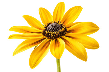 a yellow flower with a black center on a white background