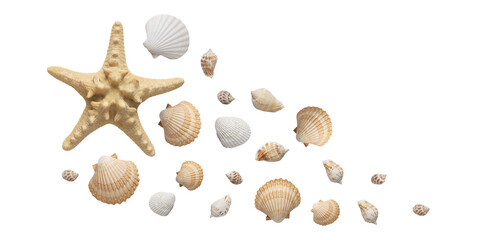 seashells and starfish on transparent background