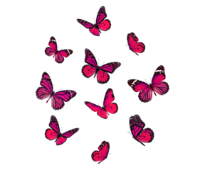 pink butterflies vector illustration on transparent background
