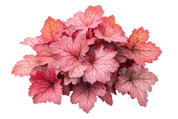 a close up of a plant with pink leaves