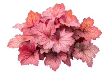 a close up of a plant with pink leaves