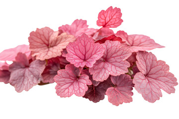 a close up of a plant with pink leaves