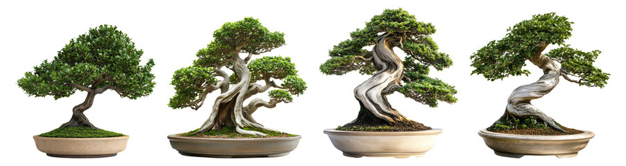 Beautiful Collection of Bonsai Trees in Decorative Ceramic Pots, PNG bundle collection, Isolated on Transparent Background