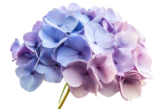 a close up of a flower with a white background