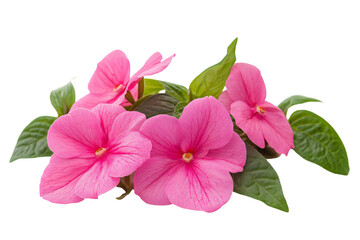 a group of pink flowers with green leaves