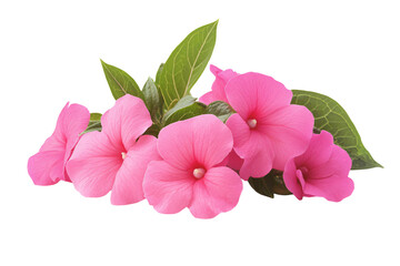 a bunch of pink flowers with green leaves