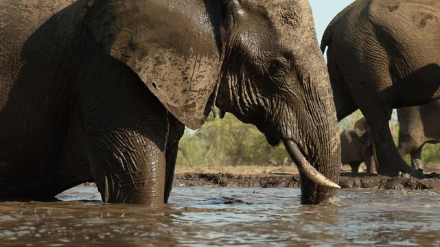 Medium shot of African elephants splashing water in a small waterhole in front of an underground hide, Mashatu Game Reserve.
