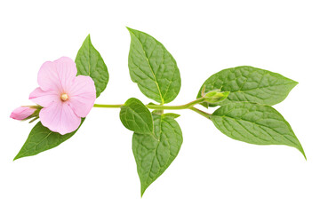 Fototapeta premium a pink flower with green leaves on a white background