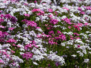 Obraz premium 公園に咲いた芝桜