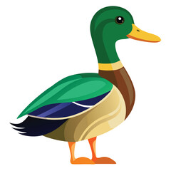A mallard duck with a vibrant green head and yellow bill stands in profile a white background