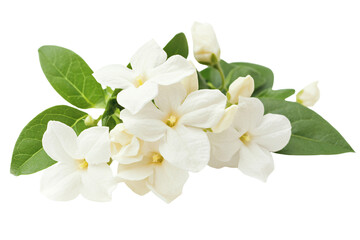 Obraz premium a bunch of white flowers with green leaves