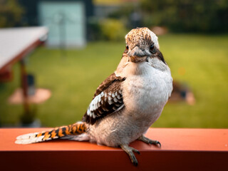 Wildlife of Australia: Kookaburra in Focus. NSW. Birds. 