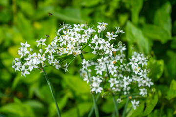 Delicate white garlic chive (Allium tuberosum) flowers in full bloom, also known as Leek, Chinese chives, Oriental garlic, Chinese leek, or Kow choi, captured in vibrant natural light.