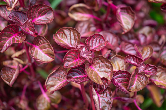 Close-up of colorful Iresine herbstii (Bloodleaf) leaves with striking pink veins and deep burgundy tones, forming a vibrant, textured pattern ideal for nature backgrounds or botanical themes.