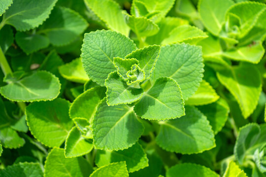 Indian borage (Plectranthus amboinicus), also known as Coleus amboinicus, is a versatile herb that can be used both as a culinary ingredient and as a medicinal herb in a vegetable and herb garden.