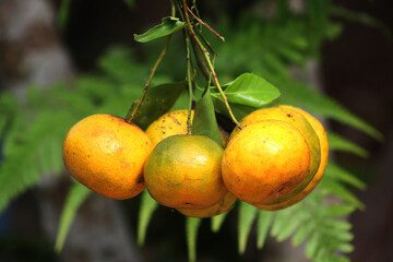 The yellow orange is hanged on tree twigs