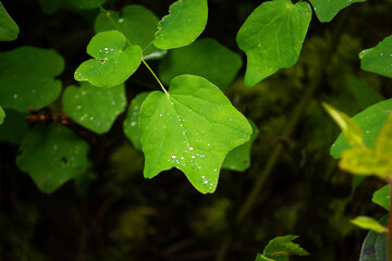green leaf with water drops