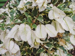 Close-up of white Bougainvillea blooms, featuring papery bracts and tiny true flowers, surrounded...