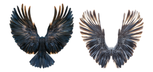 Majestic Bird Wings Displaying Textures and Patterns in Detail Isolated Transparent Background