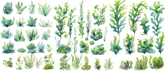 underwater plant watercolor clipart