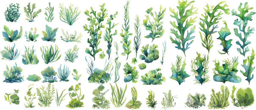 underwater plant watercolor clipart