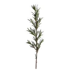 Fototapeta premium Fresh sprig of rosemary herb with green needle like leaves, ideal for cooking and seasoning, isolated transparent background
