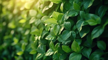 Obraz premium Lush green leaves in sunlight