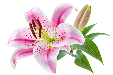 a pink flower with green leaves on a white background