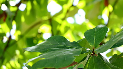 Leaves on the branches again sky, nature green Background