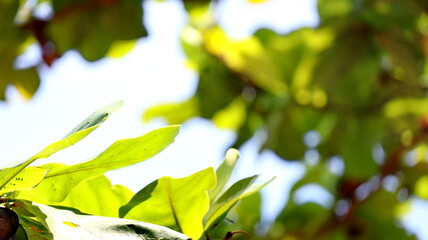 Leaves on the branches again sky, nature green Background