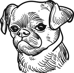 Vintage hand drawn sketch Petit Brabancon dog breed