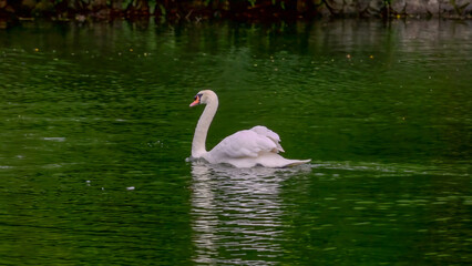 side view shot of a white swan swimming on swan lake at singapore botan