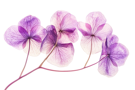 a close up of a bunch of flowers