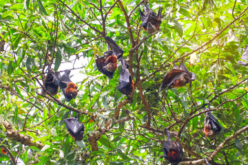 Fruit bats (Pteropus medius) hang upside down from the branches of a tree.