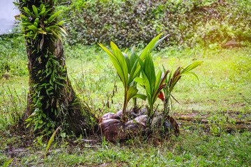 Sprouted coconuts, stacked in one place. Gardening, landscaping