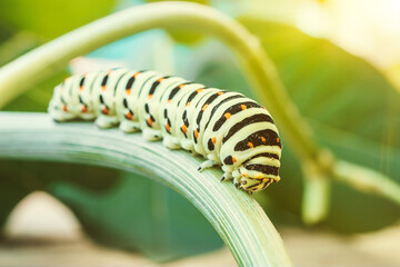 Naklejka premium Caterpillar Papilio Machaon crawling on branch of dill. Macrophoto.