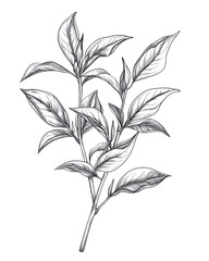 Refreshing Green Tea Leaves and Brewed Drink: Natural, Healthy, and Antioxidant-Rich Beverage