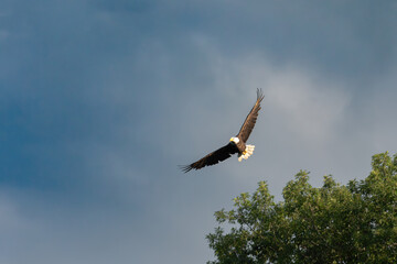 bald eagle in flight
