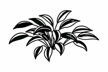 lily flower isolated on white