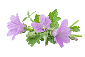 a close up of a flower on a white background