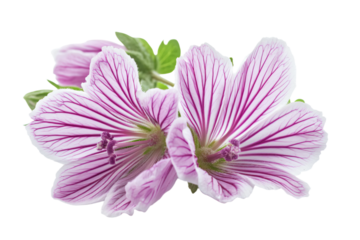 a close up of a flower with a white background