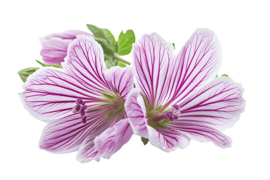a close up of a flower with a white background