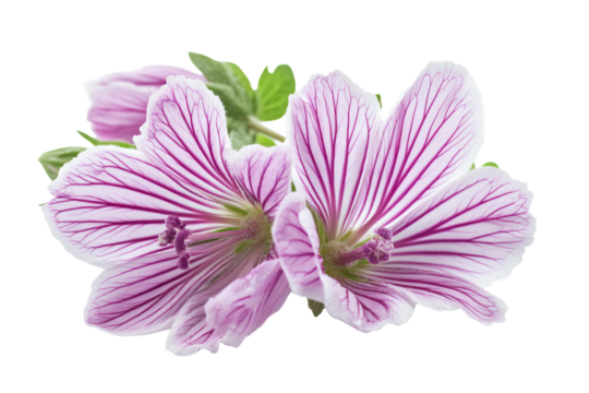 a close up of a flower with a white background