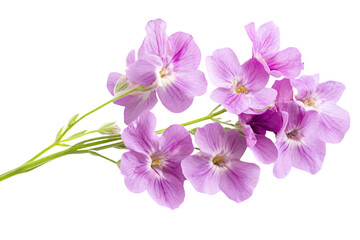 a bunch of purple flowers on a stem