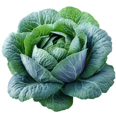 fresh cabbage isolated on white