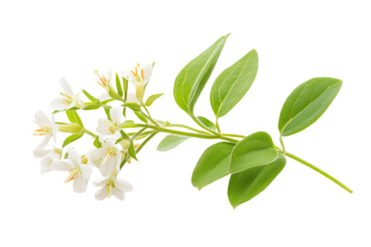 a white flower with green leaves on a stem