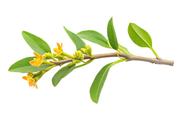 a branch with yellow flowers and green leaves